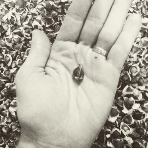 Moringa seeds...
